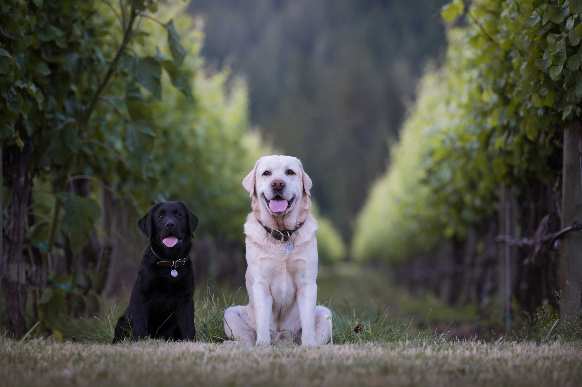 sunnybrae_winery_wine-dogs